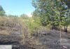 Incendiu de vegetație la Târzii. Pompierii hușeni au împiedicat extinderea flăcărilor