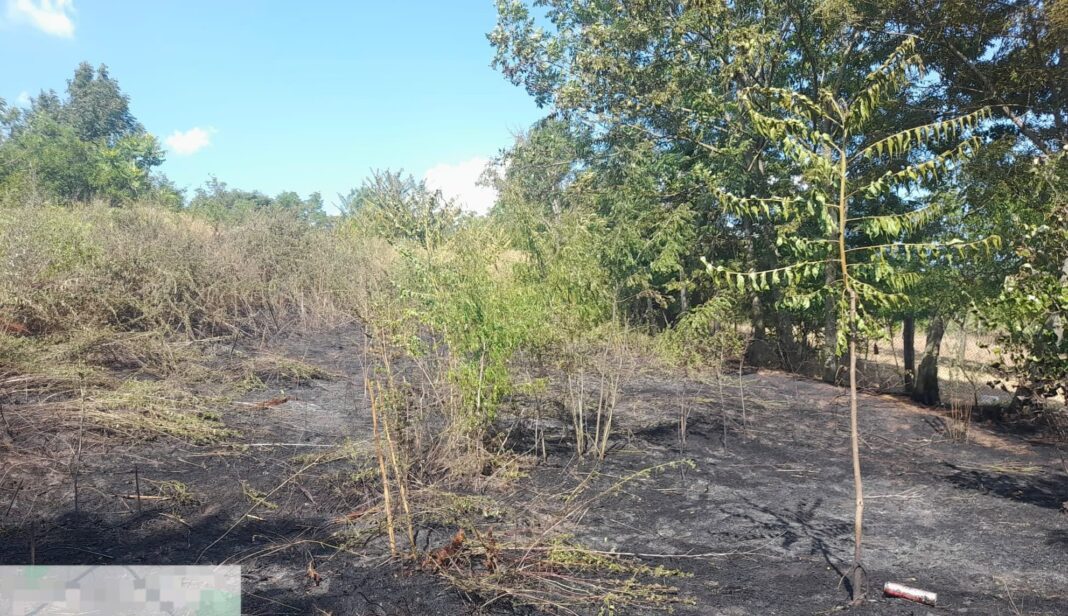 incendiu vegetatie oltenesti 2