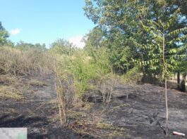 Incendiu de vegetație la Târzii. Pompierii hușeni au împiedicat extinderea flăcărilor