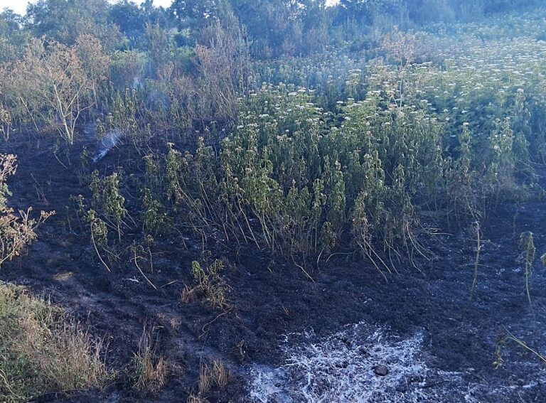 Incendiu de vegetație la Suseni, sâmbătă seara. Pompierii au împiedicat extinderea flăcărilor