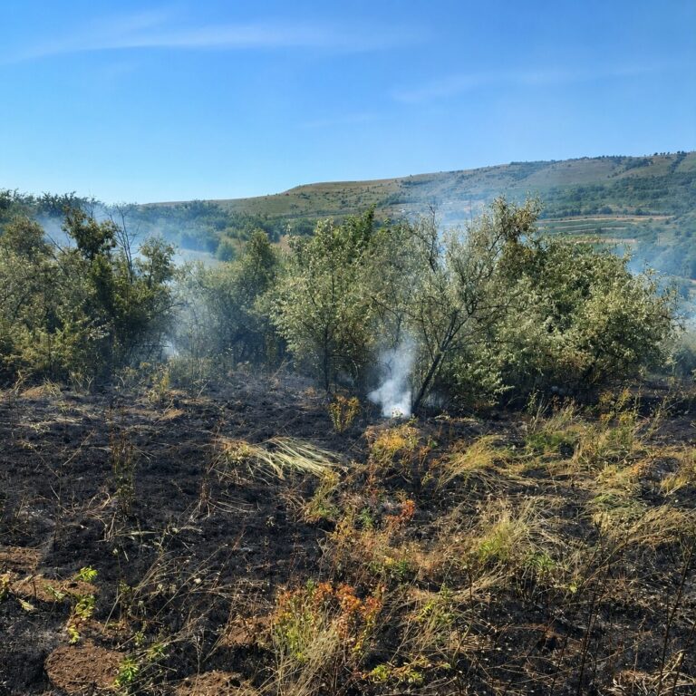 UPDATE: Incendiu de vegetație la Zorleni. Un hectar de teren a ars din cauza focului deschis