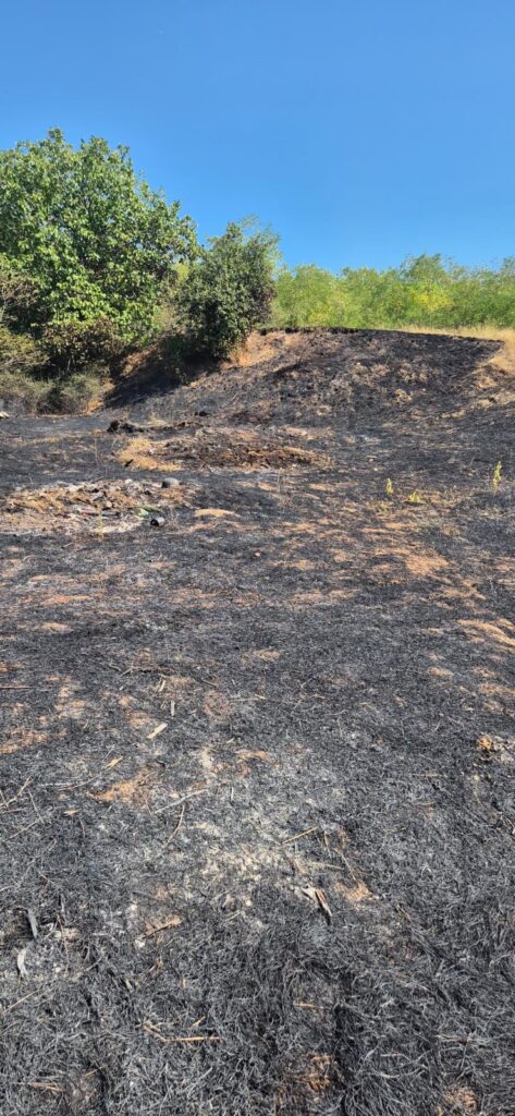 incendiu vegetatie tacuta 441