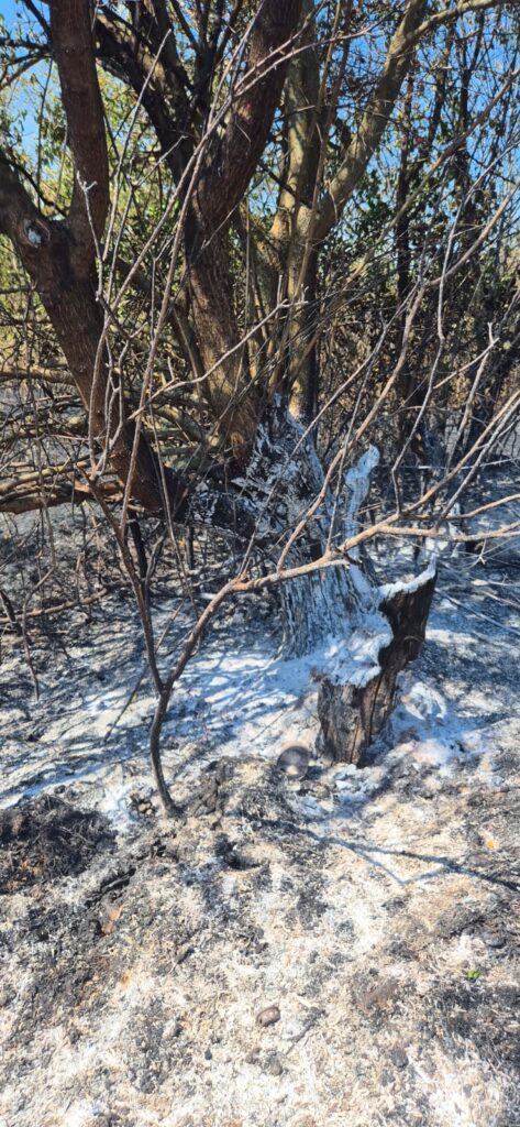 incendiu vegetatie tacuta 442