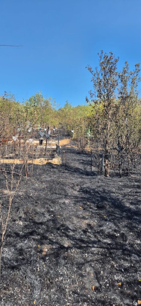 incendiu vegetatie tacuta 443