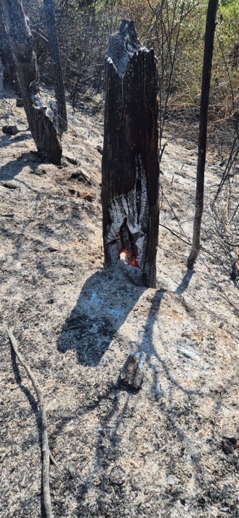 incendiu vegetatie tacuta 444