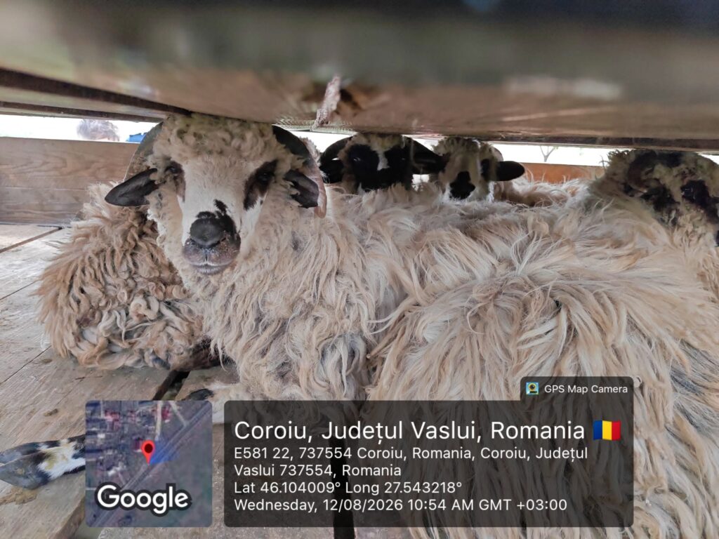 oi ansvsa vaslui 989 ponea dsvsa 0
