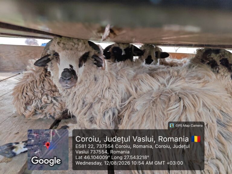 Transport cu 50 de oi, interceptat la Tutova. DSVSA Vaslui: animalele nu aveau acte și crotalii