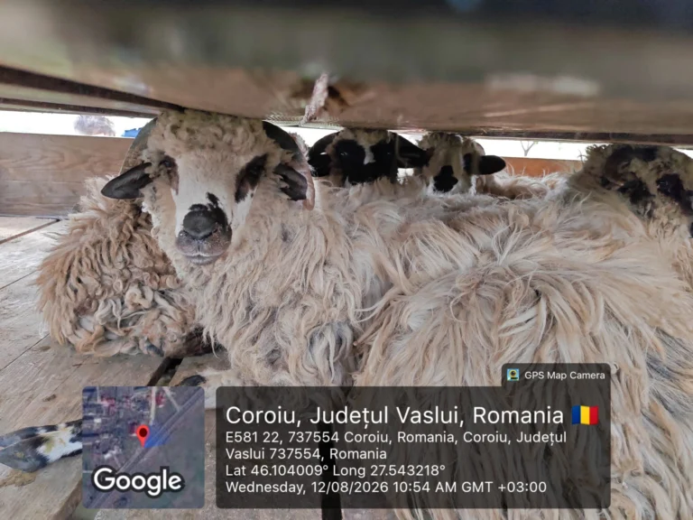 Transport cu 50 de oi, interceptat la Tutova. DSVSA Vaslui: animalele nu aveau acte și crotalii