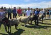 VIDEO La doar 14 ani, Ionuț Lupu a fost premiat la Expo Zoo Vaslui. Cine sunt crescătorii care au impresionat juriul