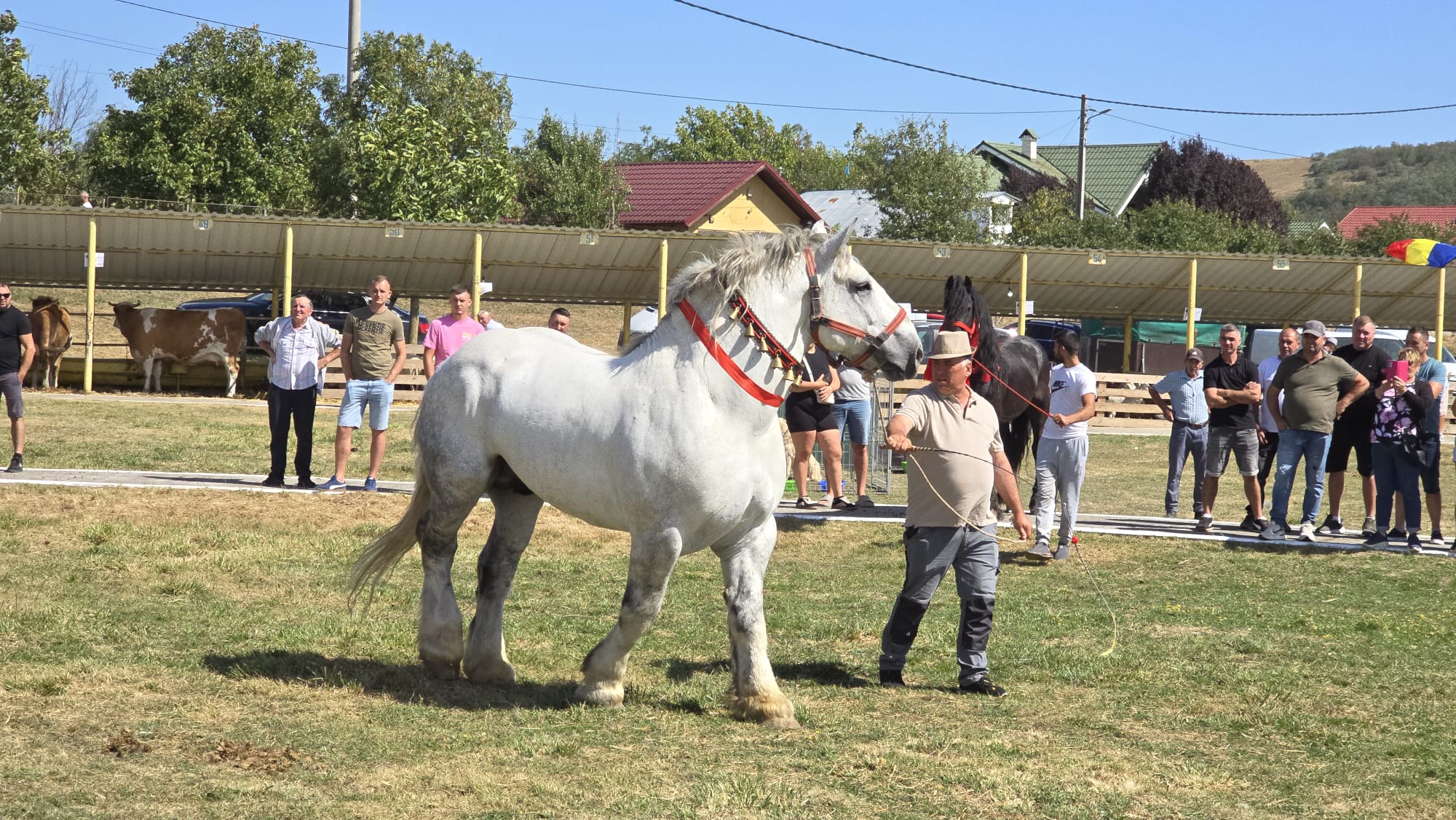 VIDEO La doar 14 ani, Ionuț Lupu a fost premiat la Expo Zoo Vaslui. Cine sunt crescătorii care au impresionat juriul 2 expo zoo final 6