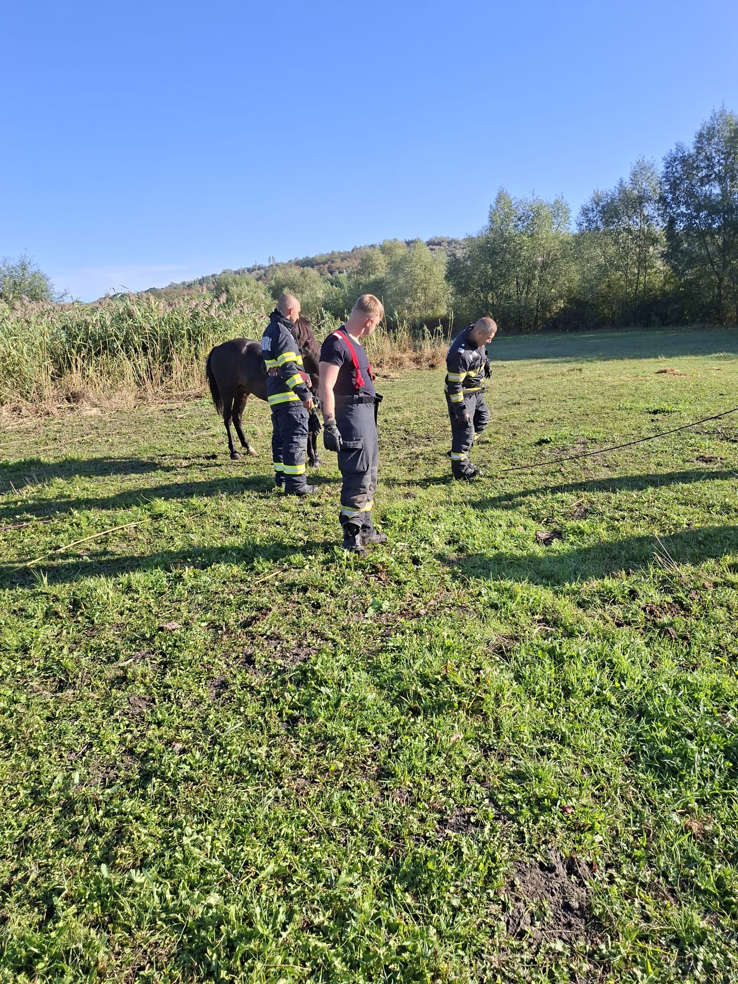 MÂNZ SALVAT de pompierii vasluieni, dintr-un șanț plin cu apă și noroi, zona Delea 1 manz pompieri 01 cal